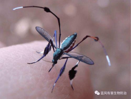 娱乐吃瓜酱蚊子