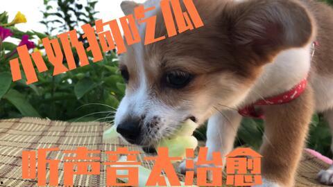 娱乐吃瓜菌狗狗视频,萌宠视频里的欢乐时光